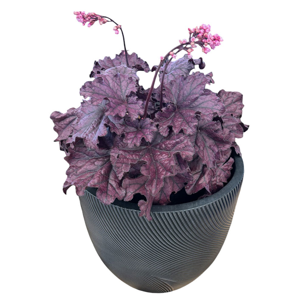 UrbanLITE Helix Egg Pot - Black - Landscaping - Available at iPave Natural Stone

